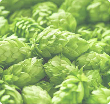 Fresh hop cones