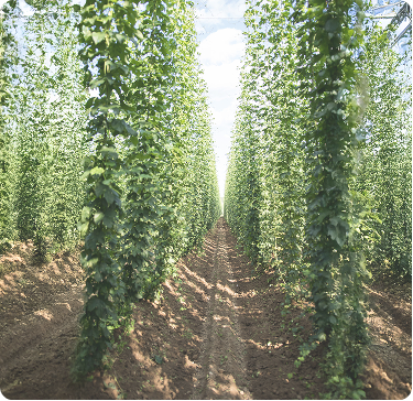 Hop field